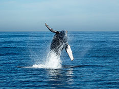 Image of WHALE WATCHING